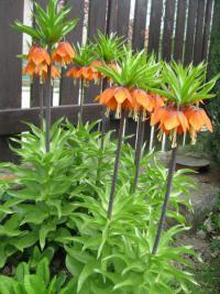 Řebčík královský 'William Rex' (Fritillaria imperialis)