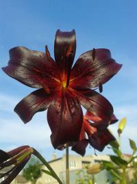 Lilium x hybridum    'Night Flyer'  lilia kwiaty