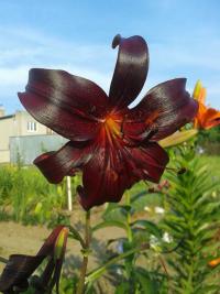 Lilium x hybridum     'Night Flyer'  lilia kwiaty