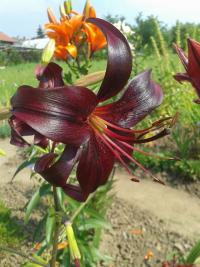Lilium x hybridum      'Night Flyer'  lilia kwiaty