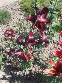 Lilium x hybridum  'Night Flyer'  lilia roślina