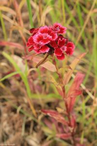 Hvozdík vousatý (Dianthus barbatus)