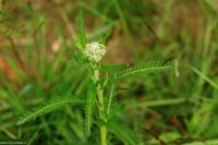 Řebříček obecný (Achillea millefolium)
