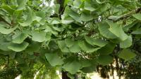 Jinan dvoulaločný (Ginkgo biloba)