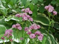 Jarmanka větší (Astrantia major)