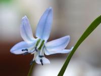 Ladoňka sibiřská (Scilla siberica)
