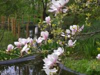 Šácholan Soulangeův (Magnolia x soulangeana)