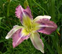 Denivka (Hemerocallis)