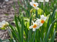 Narcis 'Geranium' - Tazetta narcisy (Narcissus)
