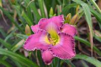 Denivka 'Joe the Plumber' (Hemerocallis)
