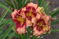 Denivka 'Lies and Lipstick' (Hemerocallis)