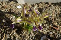 Kosatec (Iris galatica)