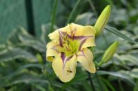 Denivka 'Blue-eyed Butterfly' (Hemerocallis)