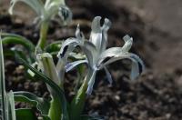 Kosatec (Iris kuschakewiczii)