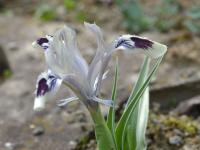 Kosatec (Iris kuschakewiczii)