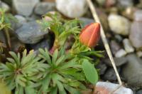 Sasanka (Anemone petiolulosa)