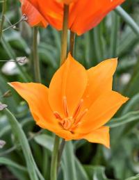 Tulipán (Tulipa ostrowskiana)