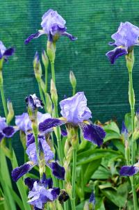 Kosatec 'Perfection' - Vysoké bradaté kosatce (Iris)