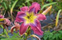 Denivka (Hemerocallis)