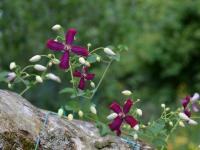 Plamének 'Sweet Summer Love' (Clematis)