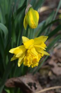 Narcis 'Van Sion' (Narcissus)