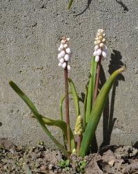 Modřenec širolistý 'Carneum' (Muscari botryoides)
