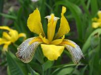 Kosatec různobarvý (Iris variegata)