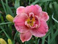 Denivka 'Dorothy and Toto' (Hemerocallis)