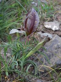 Kosatec (Iris acutiloba subsp lineolata)