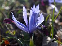 Kosatec síťkovaný (Iris reticulata subsp selahattini)