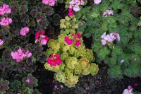 Pelargónie páskatá Aurelika Violet (Pelargonium zonale)