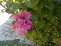 Ibišek syrský (Hibiscus syriacus)