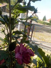 Ibišek syrský (Hibiscus syriacus)