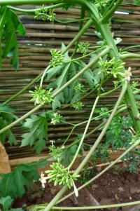 Odkvétající papaya