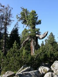 Borovice limba (Pinus cembra)
