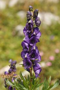 Oměj horský (Aconitum napellus)