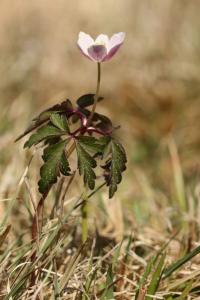 Sasanka hajní (Anemone nemorosa)