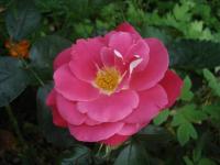 Rosa  'Rejtö Jenö' - róża