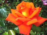 Růže 'Monica' - Velkokvěté růže (Rosa)