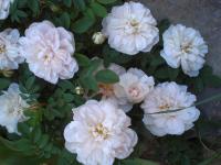 Růže 'Stanwell Perpetual' (Rosa)