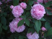 Růže damascénská 'Jacques Cartier' (Rosa x damascena)