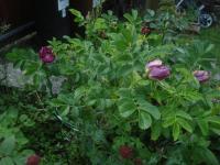 Růže svraskalá 'Souvenir de Trelazé' (Rosa rugosa)