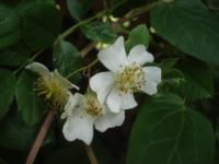 Růže (Rosa fujisanensis)