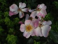 Růže (Rosa x richardii)