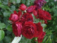 Růže 'Rotkäppchen' - Mnohokvěté růže (Rosa)