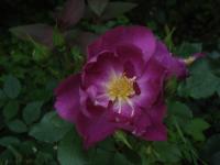 Růže 'Violetta' - Mnohokvěté růže (Rosa)