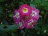 Růže 'Lipstick' - Pokryvné růže (Rosa)