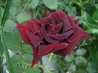 Růže 'Josef Klimeš' - Sadové růže (Rosa)