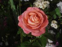 Růže 'Kore' - Sadové růže (Rosa)