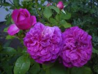 Růže 'Munstead Wood' - Sadové růže (Rosa)